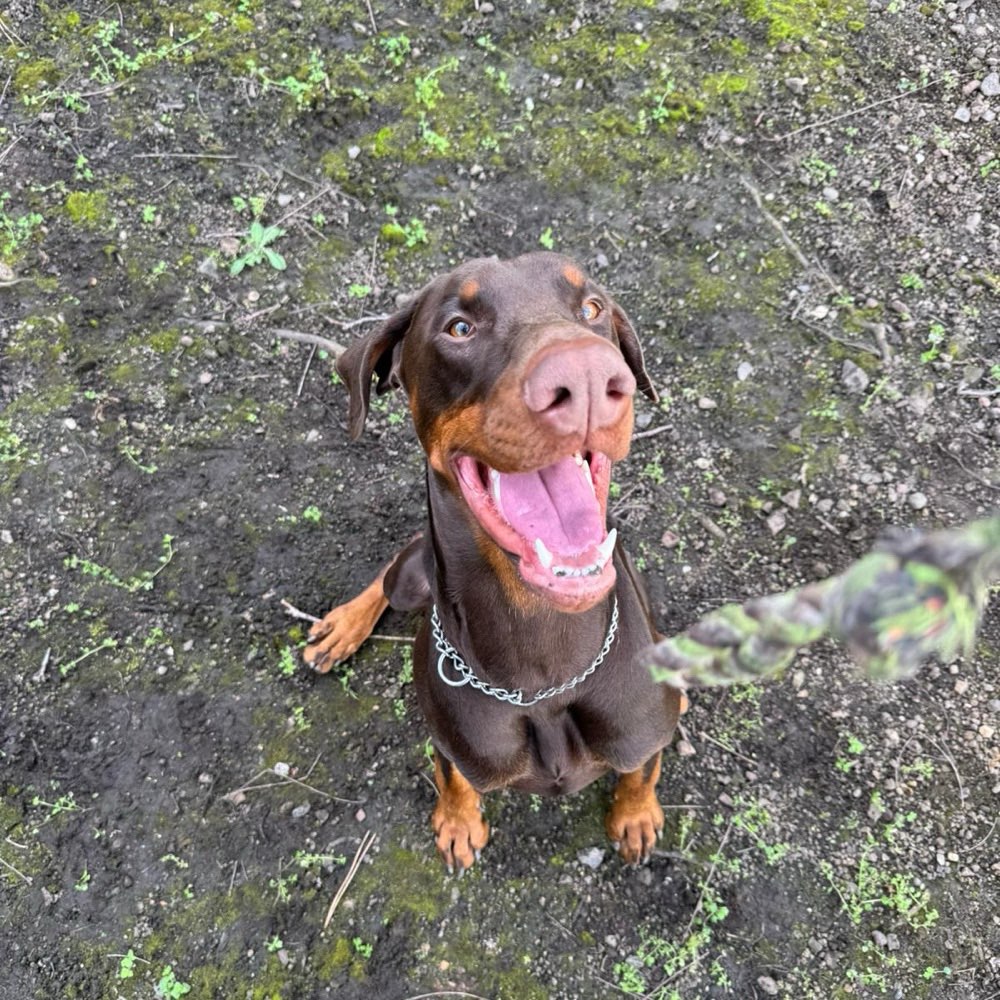 Hundetreffen-Playdate Hundewiese Kessenich-Profilbild