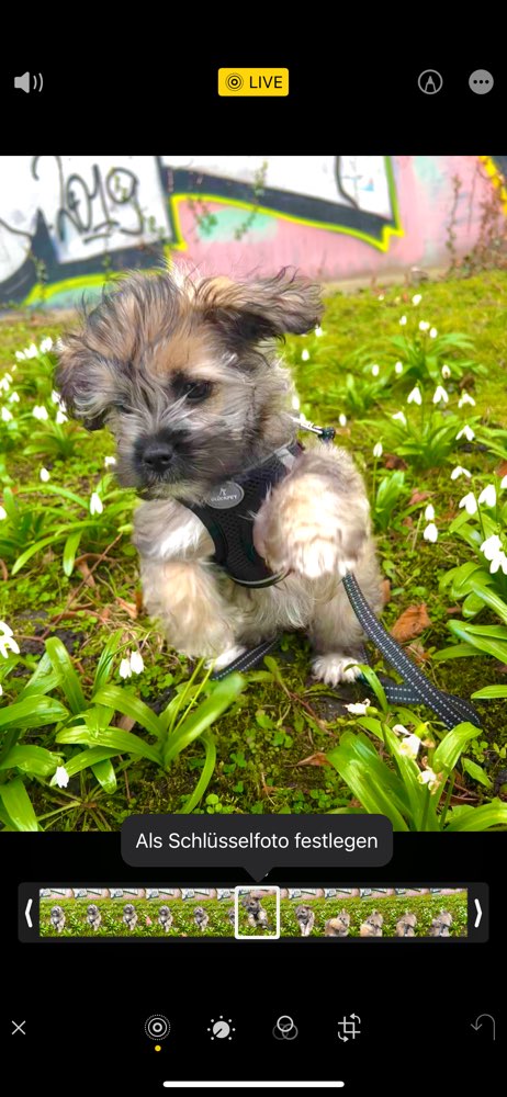 Hundetreffen-Welpengruppe Charlottenburg-Profilbild