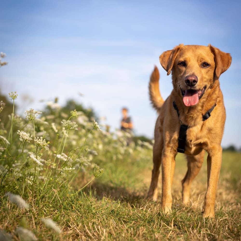 Hundetreffen-Gemeinsame Gassirunden/Spaziergänge-Profilbild