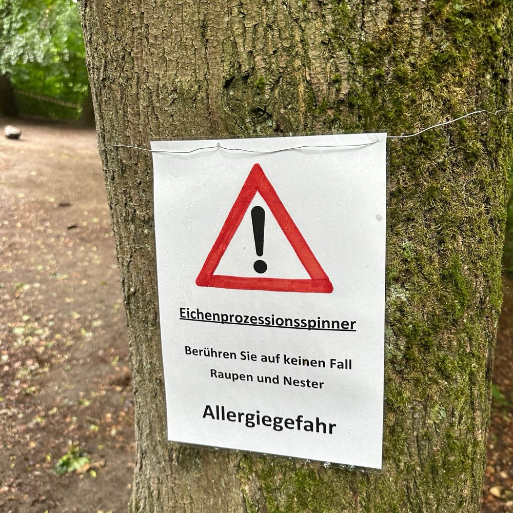 Giftköder-Eichenprozessionsspinner-Profilbild