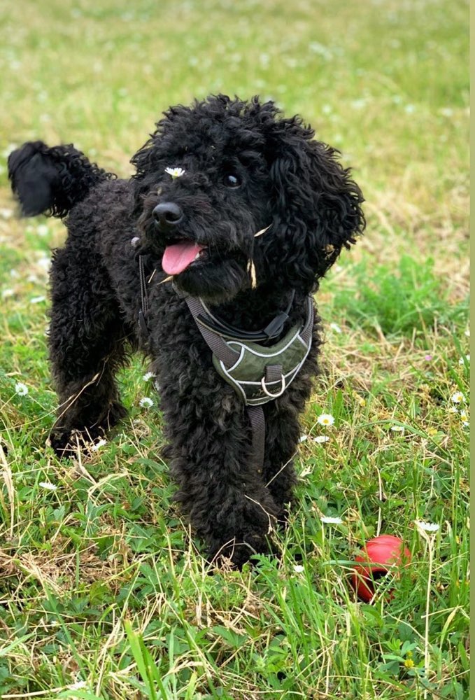 Hundetreffen-Spiel und Gassi Partner gesucht-Profilbild