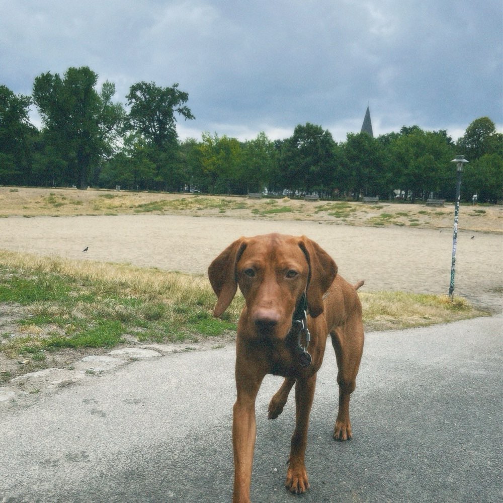 Hundetreffen-Gemeinsame Spaziergänge, Training & Spiel-Profilbild