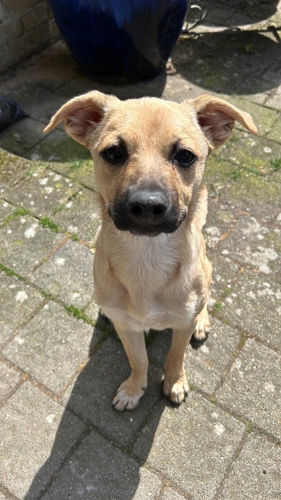 Hundetreffen-Hundekumpel gesucht-Profilbild