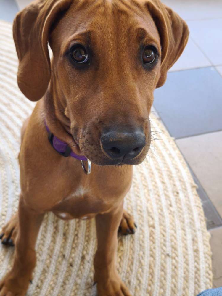 Hundetreffen-Hunderunde🙃-Profilbild