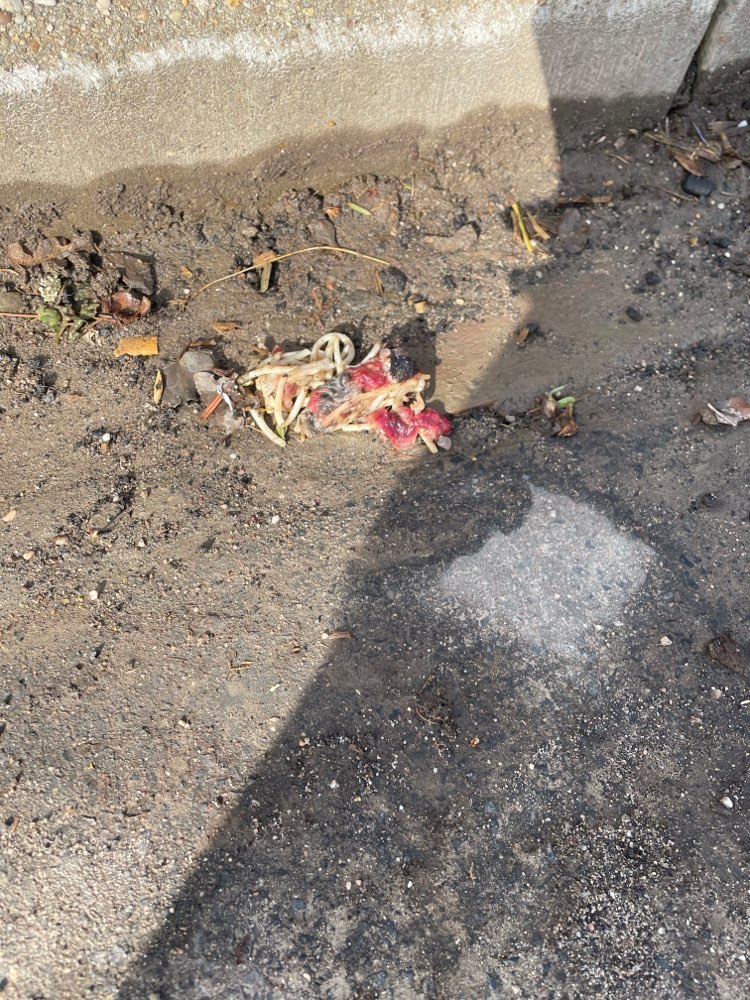 Giftköder-Giftköder?!-Profilbild