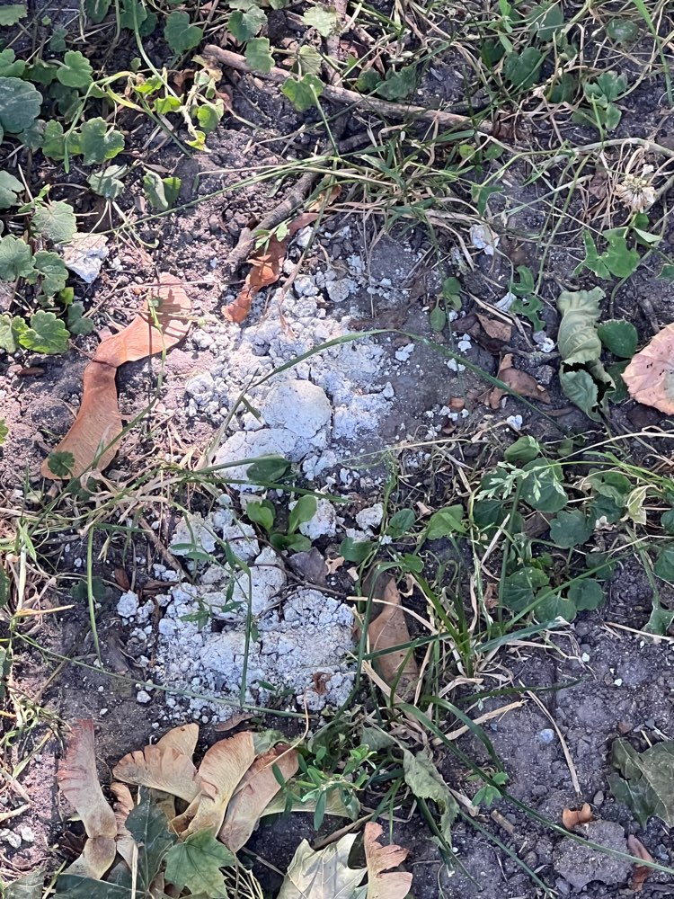 Giftköder-Achtung Weißes Pulver ausgestreut!!!!!-Profilbild