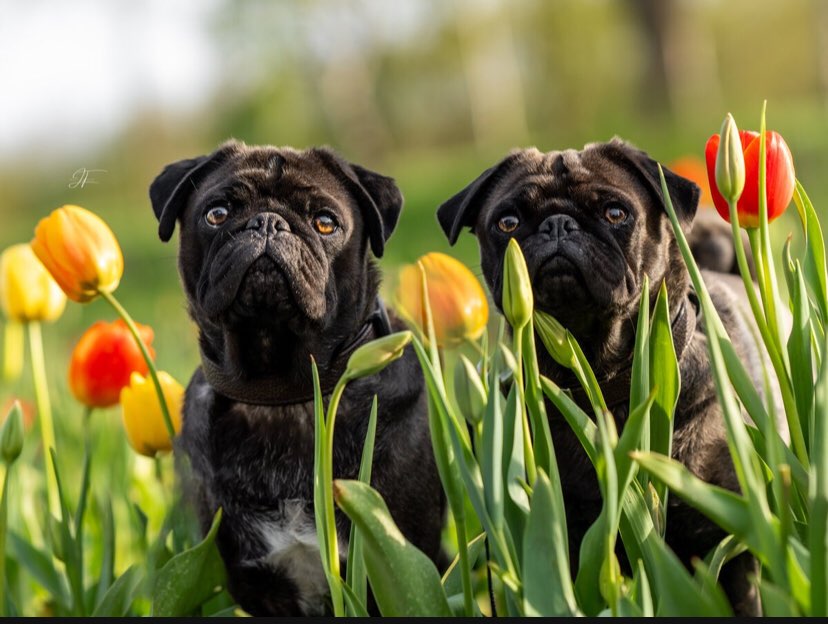 Hundetreffen-Treffen in Wildeshausen im Hundeauslauf-Profilbild