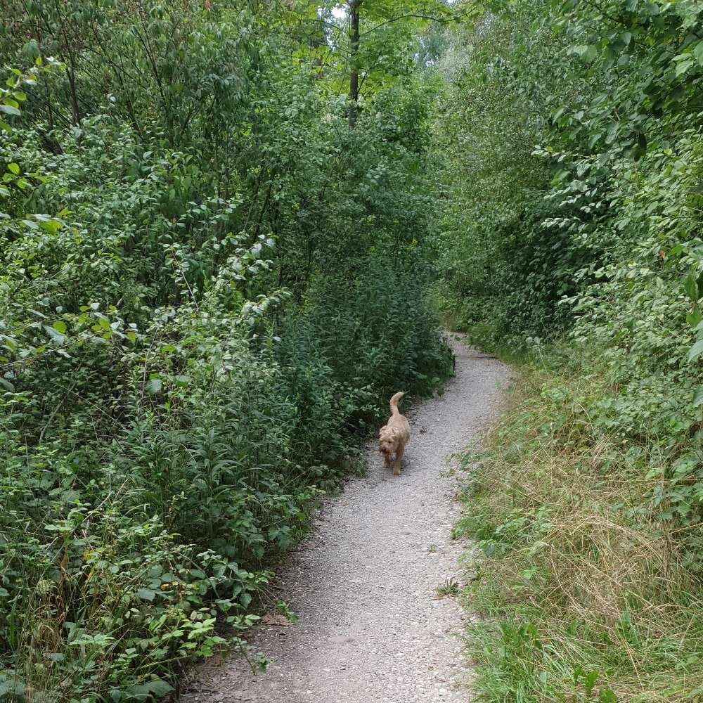 Hundetreffen-Gassie Runde in olching-Profilbild