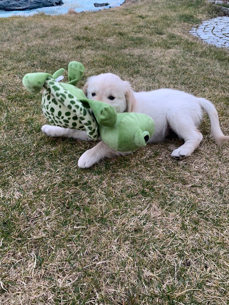 Hundetreffen-Welpentreffen im Bärenkeller-Profilbild