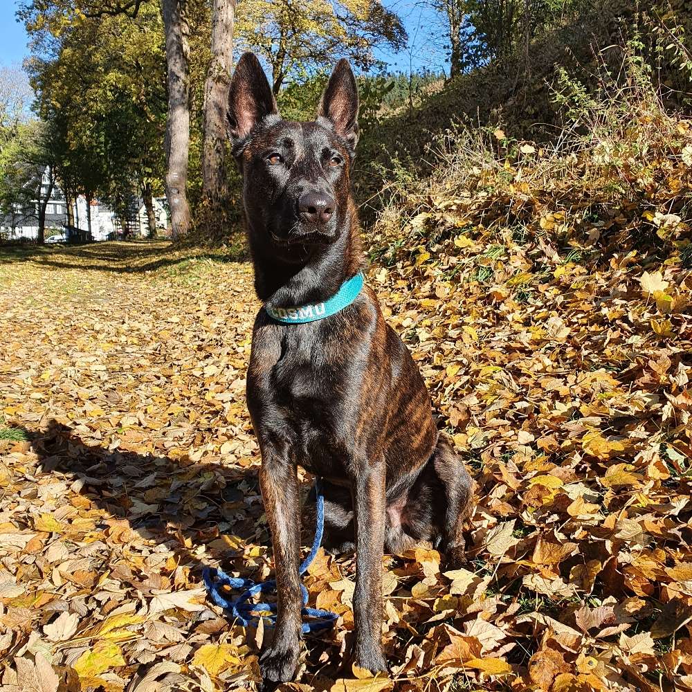 Hundetreffen-Suche souveräne, entspannte Trainingspartner zum Üben von Hundebegegnungen-Profilbild