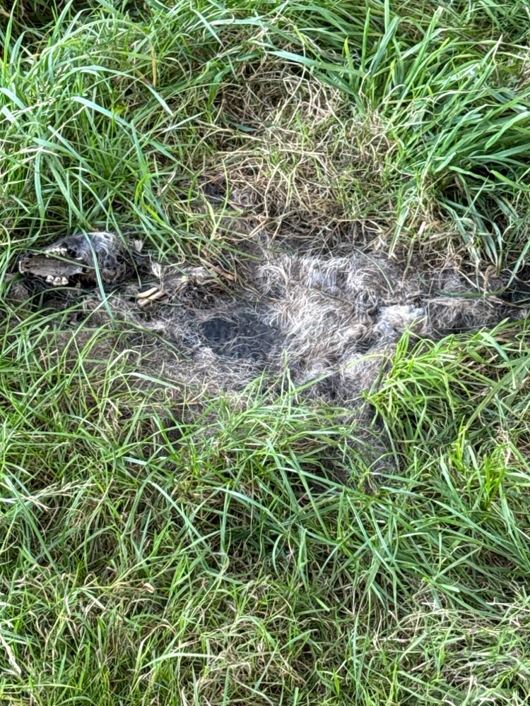 Giftköder-Toter Waschbär-Profilbild