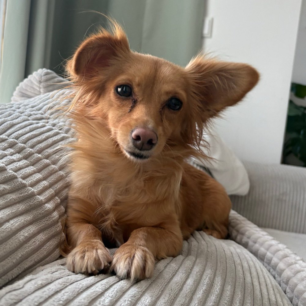 Hundetreffen-Spiel- oder Gassifreund gesucht-Profilbild