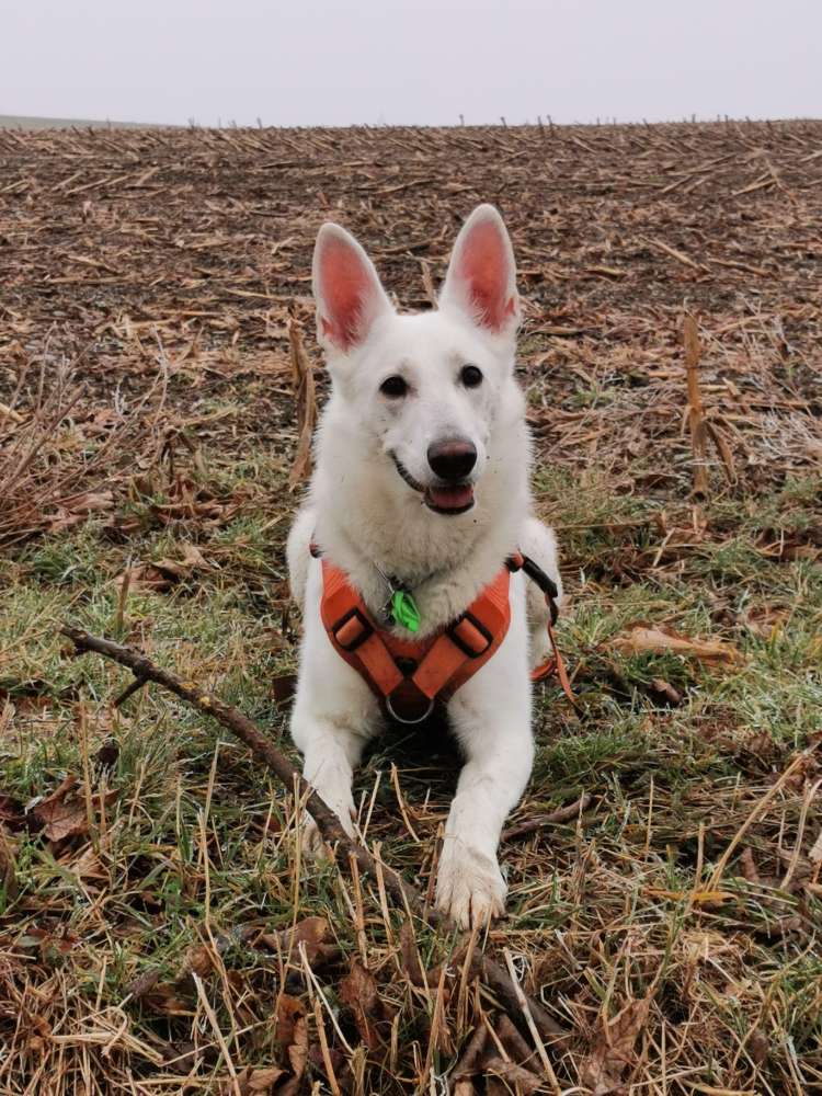 Hundetreffen-Freunde finden-Profilbild