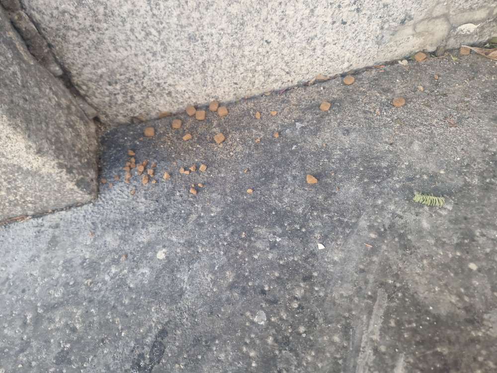 Giftköder-Möglicher Giftköder rechts vom Plachutta-Profilbild