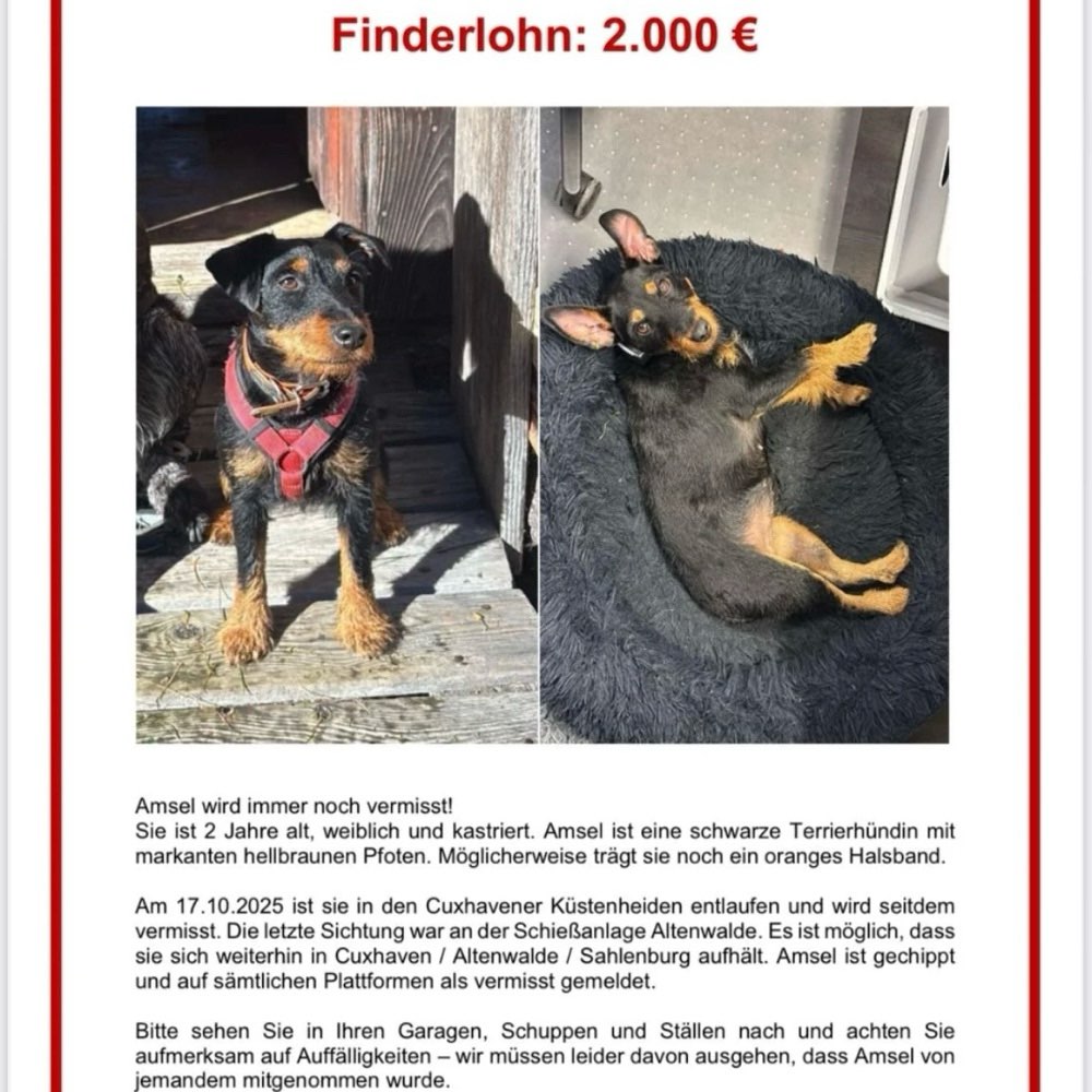 Suchmeldung-Amsel-Profilbild