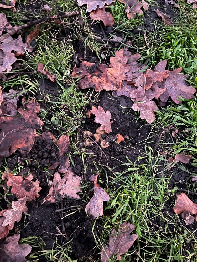 Giftköder-Seltsames Futter im Laub-Profilbild