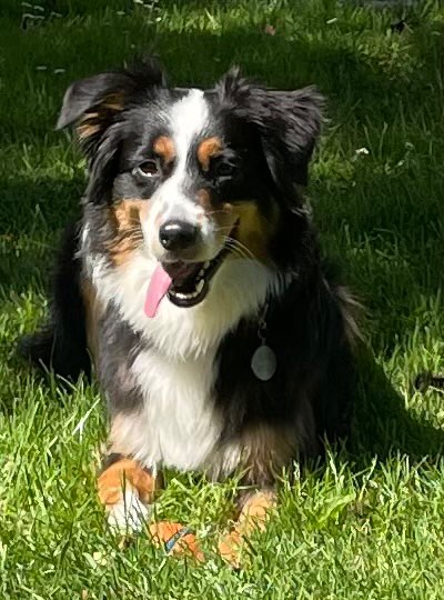 Hundetreffen-Spaziergänge im Warwer Sand-Profilbild