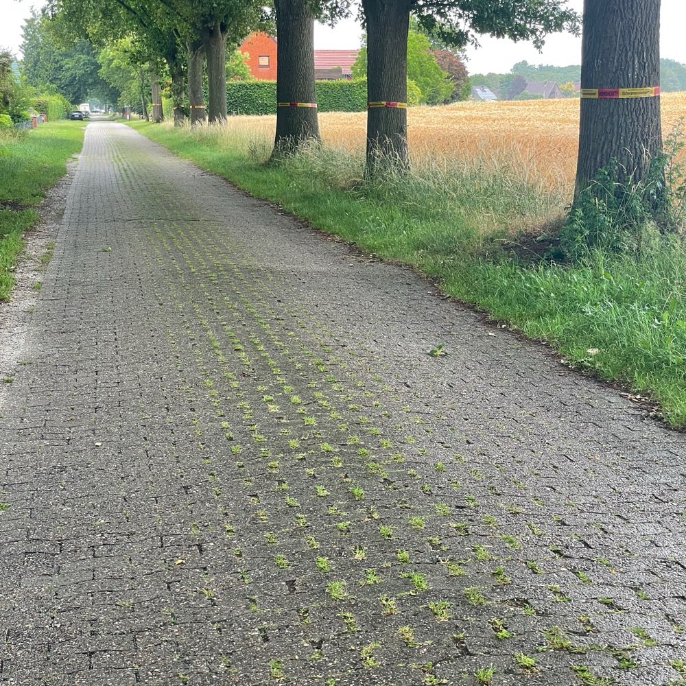 Giftköder-Eichenprozessionsspinner-Profilbild