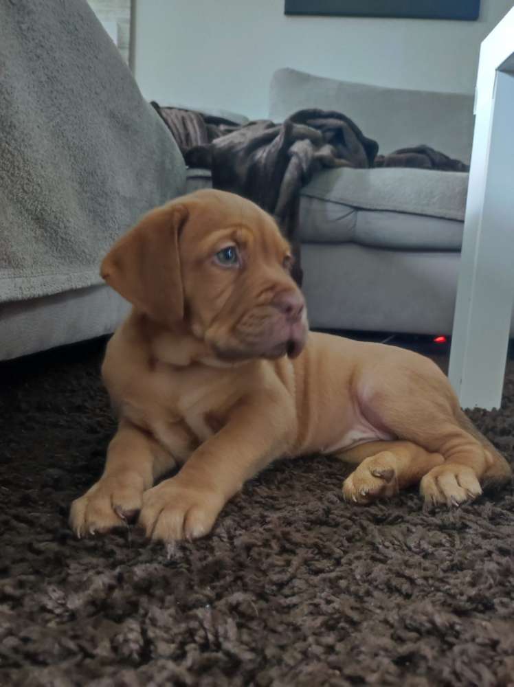 Hundetreffen-Suche Spielkameraden 🐾-Profilbild