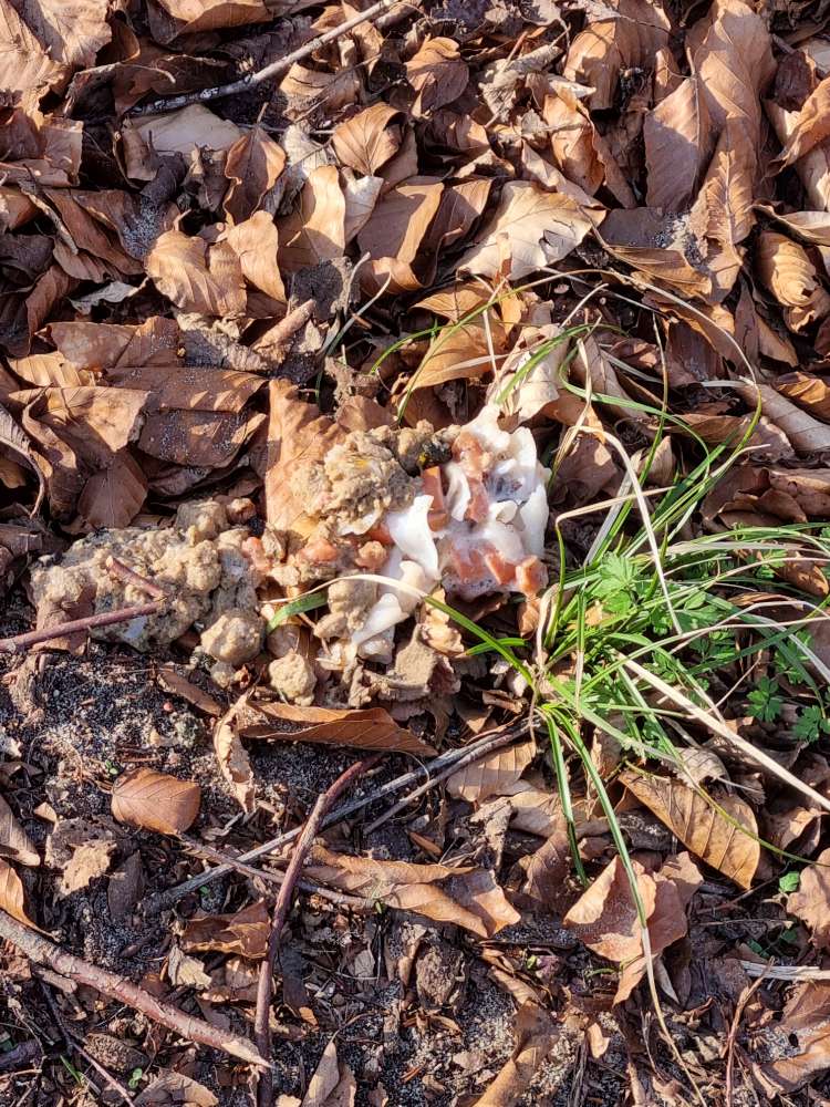 Giftköder-Köder o.Ä. (siehe Foto)-Profilbild