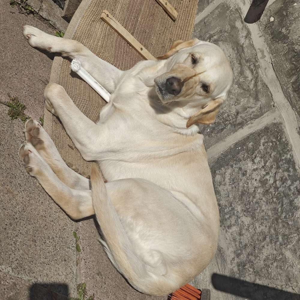 Hundetreffen-Spieltreffen-Profilbild