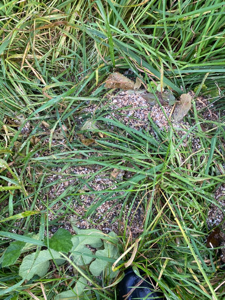 Giftköder-Komisches Vogelfutter auf Hundewiese-Profilbild