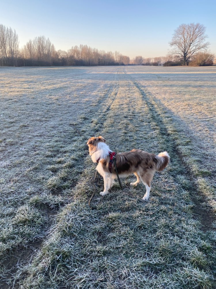 Hundetreffen-Spiel und Übungspartner gesucht-Profilbild