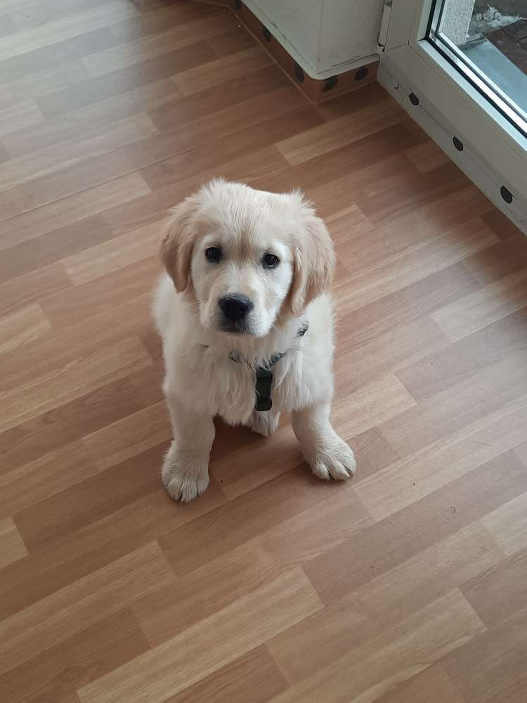 Hundetreffen-Welpensozialisierung-Profilbild