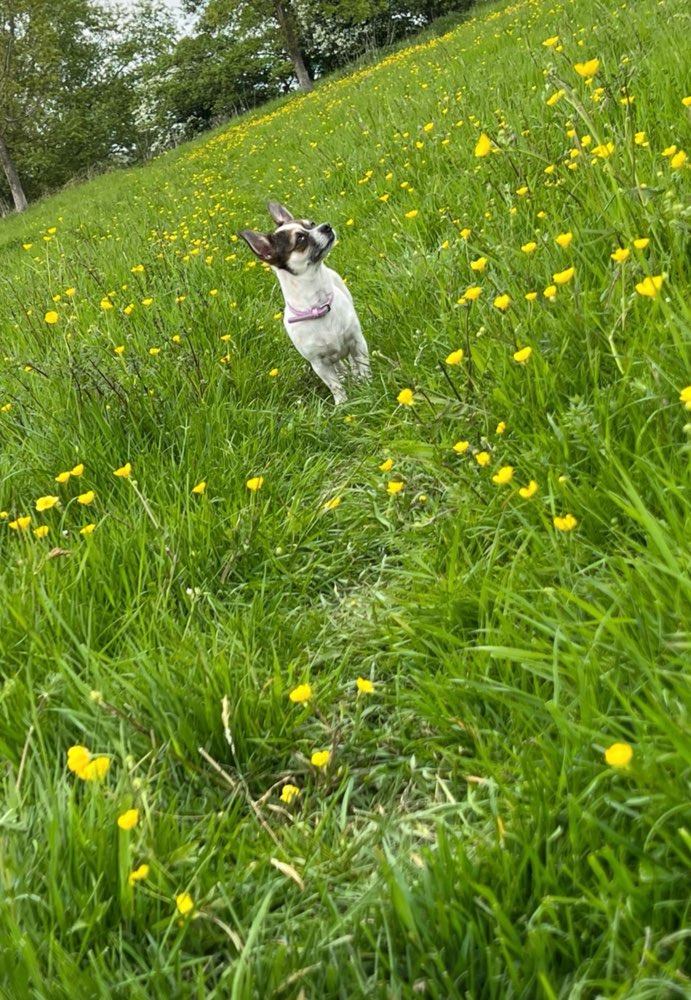 Hundetreffen-Gassirunde mit kleineren Hunden-Profilbild