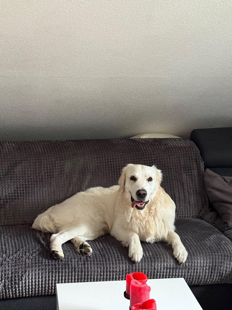 Hundetreffen-Trainings- und Spieltreffen-Profilbild