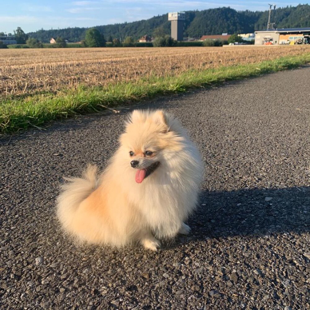 Hundetreffen-Treffen und spielen-Profilbild