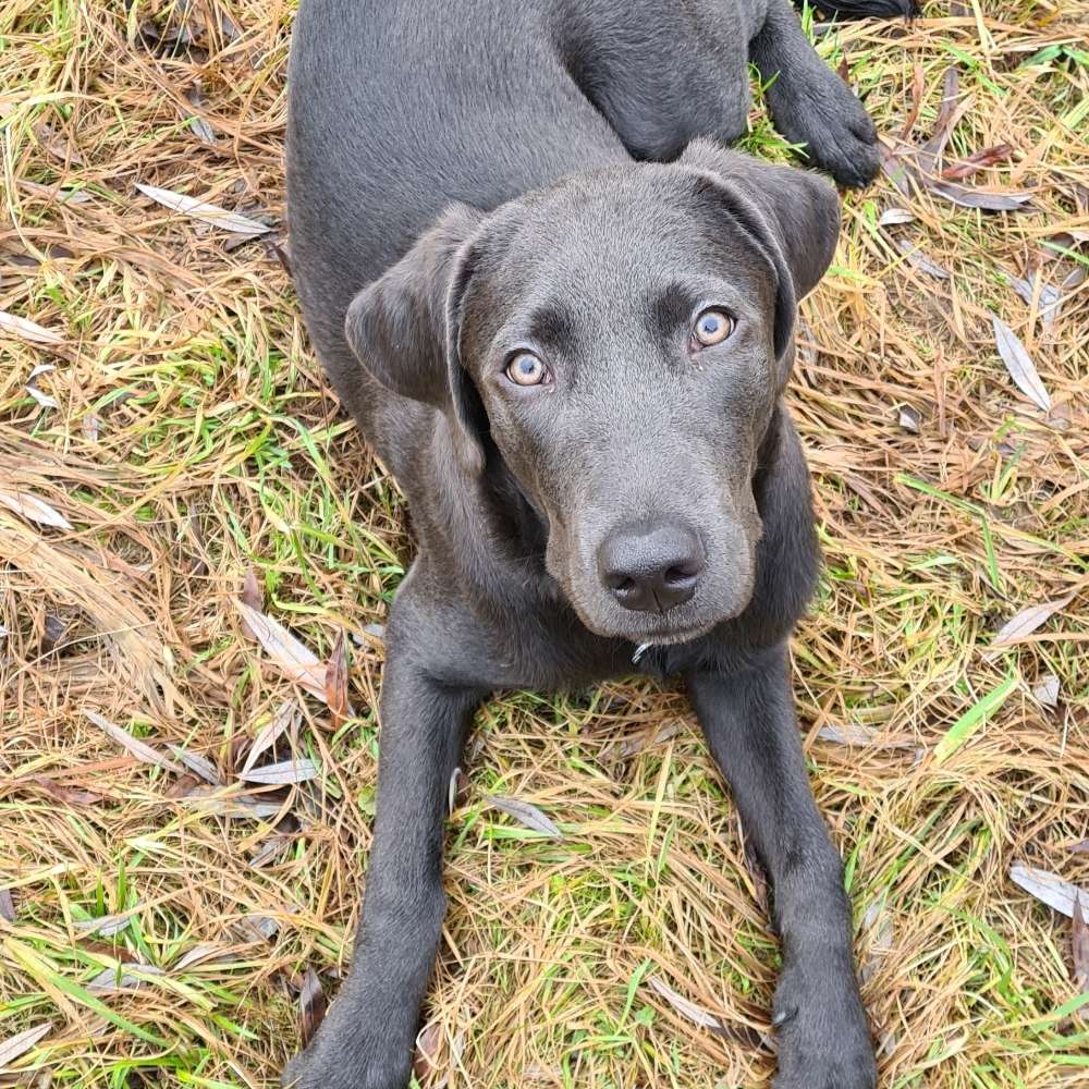 Hundetreffen-Junghunde gesucht zum Spazieren gehen und Spielen-Profilbild