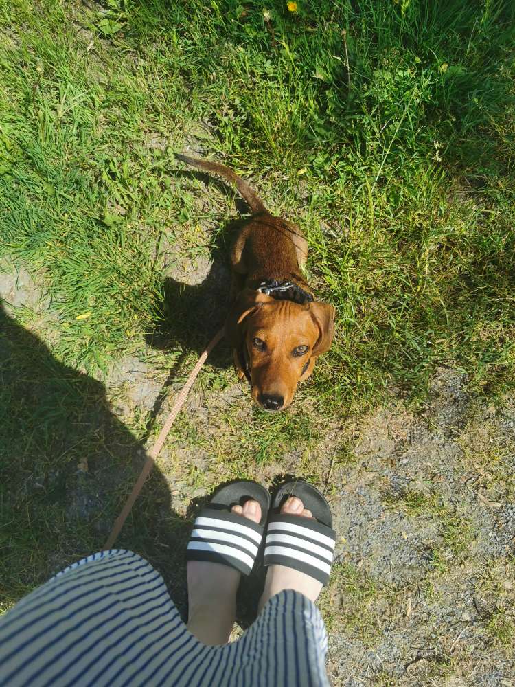 Hundetreffen-Dackel alarm 🌭🙃-Profilbild