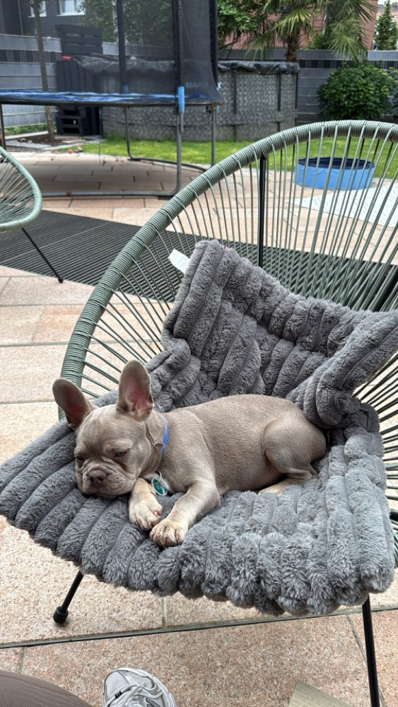 Hundetreffen-Welpentreffen Sky kleine frz. Bulldogge 16 Wochen-Profilbild