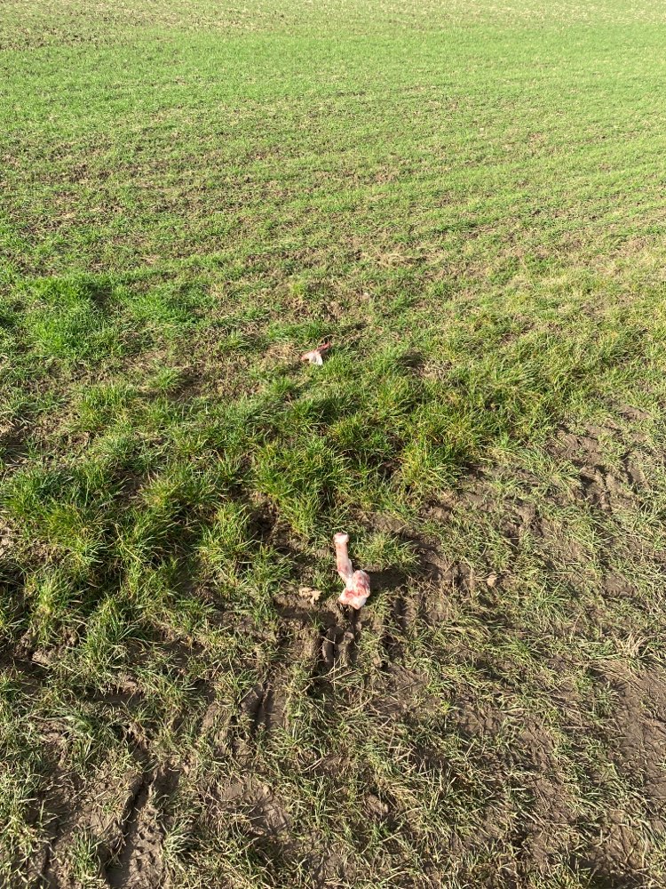 Giftköder-Knochen mit Fleisch dran-Profilbild