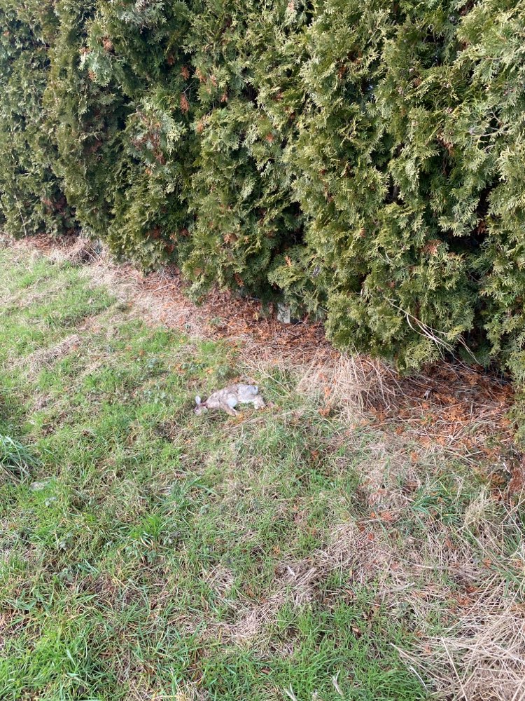 Giftköder-Toter Hase-Profilbild