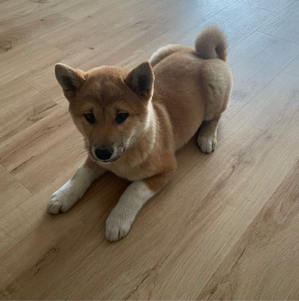 Hundetreffen-Welpentreffen Spandau-Profilbild