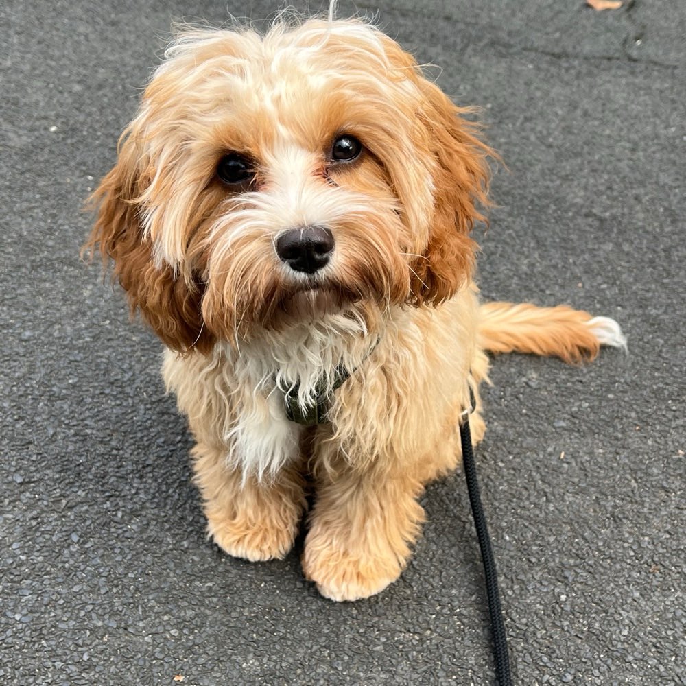 Hundetreffen-Spiel und Gassi Runde-Profilbild