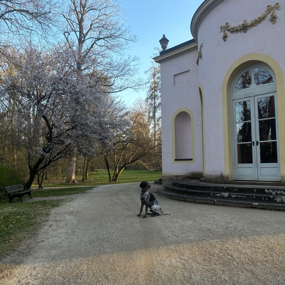 Hundetreffen-Social Walk/Trainingsspaziergang um Aschaffenburg-Profilbild