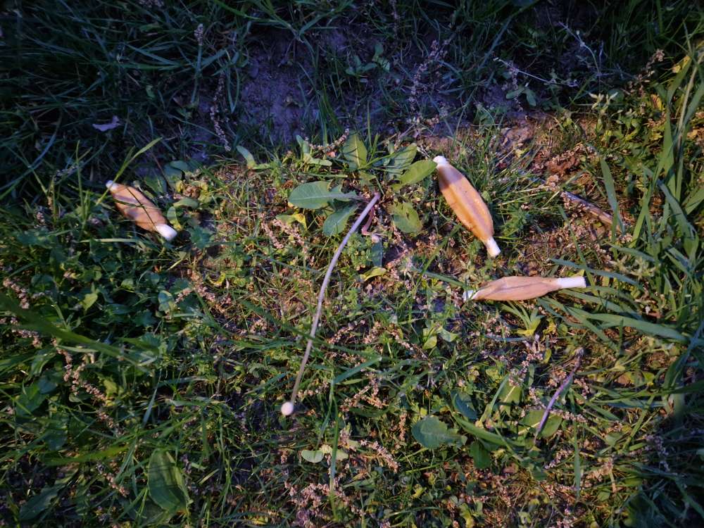 Giftköder-Hunde leckerchen auf grün stück verteilt-Profilbild