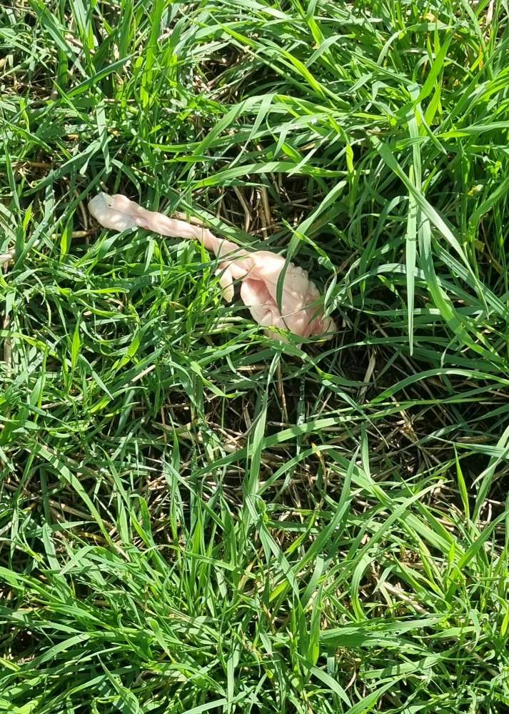 Giftköder-Giftköder!-Profilbild