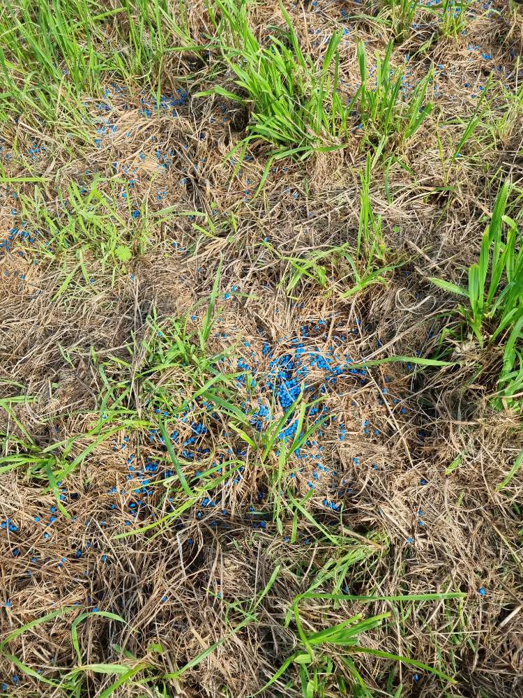 Giftköder-Vermutlich Schneckenkorn, großflächig-Profilbild