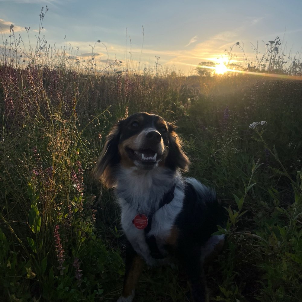 Hundetreffen-Spiel- & Gassigehpartner-Profilbild