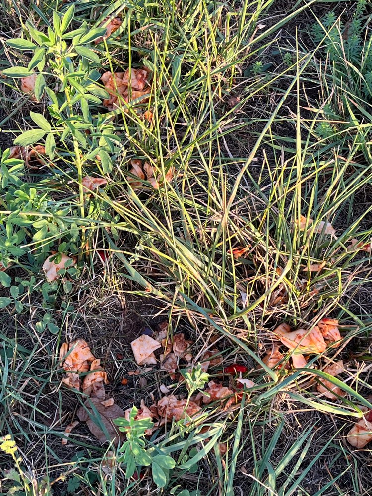 Giftköder-Mitten ins Gras geschüttete Nudeln-Profilbild