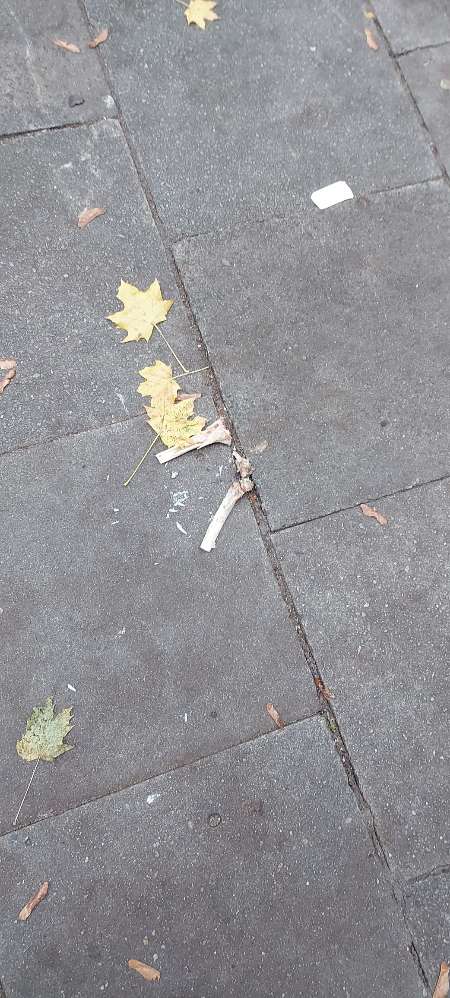 Giftköder-Große Knochen stücken auf dem gehweg-Profilbild
