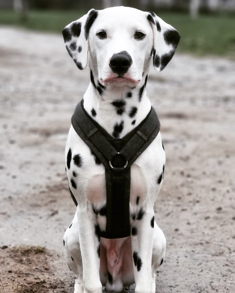 Hundetreffen-Spazieren und Spielen-Profilbild