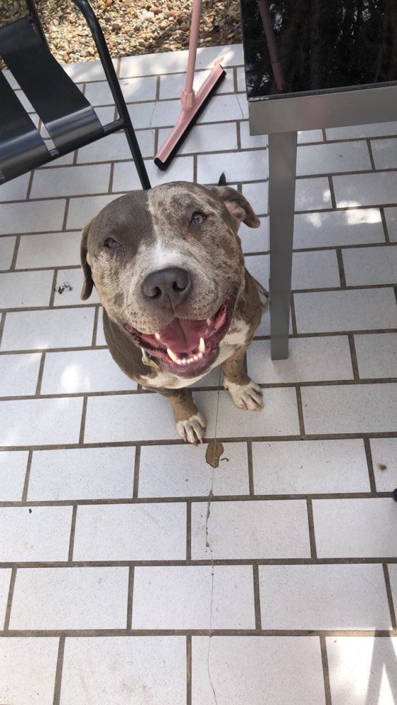 Hundetreffen-Gassirunde-Profilbild