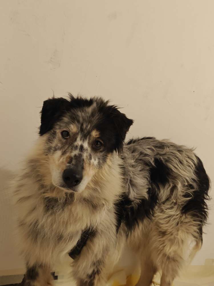 Suchmeldung-Lucy (Angsthündin!)-Profilbild