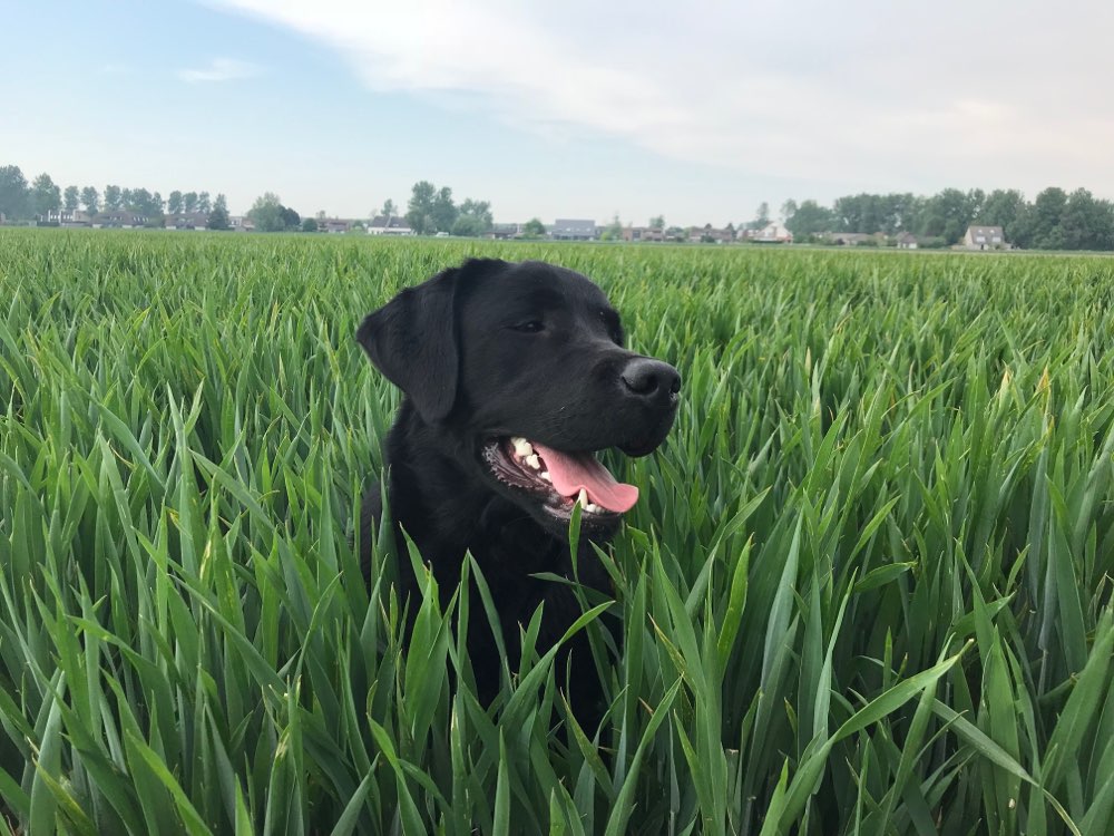 Hundetreffen-Spiel und Spaß-Profilbild
