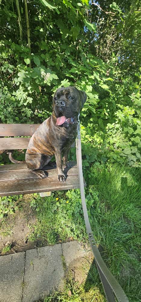 Hundetreffen-Spazieren strukturiert ohne Spiel und Freilauf-Profilbild